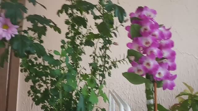 Полезное растение, цветы на балконе