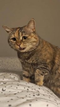 Грустные котики в печали 🥺