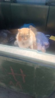 Я нашол живого кота на мусорке