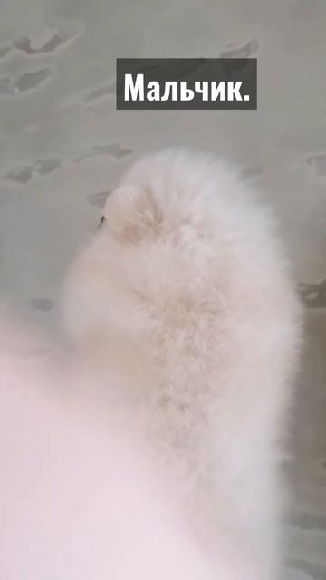 Шпиц. Щенки. Собаки #dog #puppy