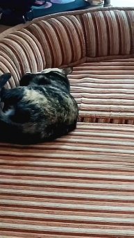 ШокКОТент Сэма