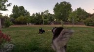 Lazy Day with a Husky – Live Broadcast | Ленивый день с хаски – Прямая трансляция