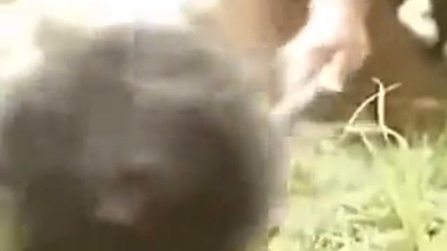 ЗАБАВНЫЕ ВИДЕОСЮЖЕТЫ,ИСПУГИ Funny animals,