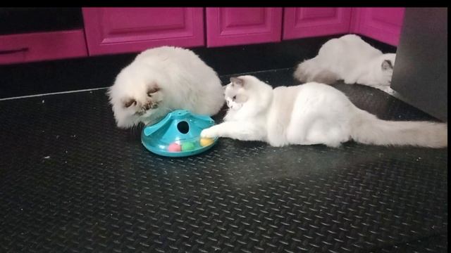 Ragdoll, Регдолл.mp4