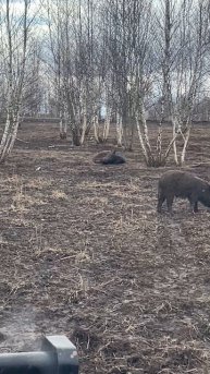 Охота на кабана