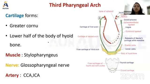 Auricle's Anatomy Live Class on Embryology of Pharyngeal Arches by Dr. Sushma