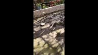 ℹ️ Приколы с котами! СМЕШНЫЕ КОТЫ И ЖИВОТНЫЕ с ОЗВУЧКОЙ!! Приколы до Упада!