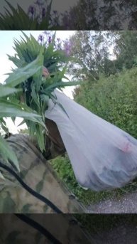 иван чай, букет витаминов.