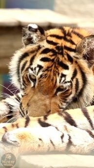 Мир дикой природы World of Wildlife