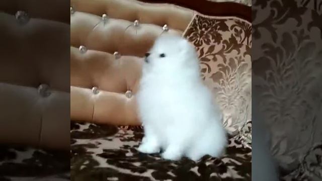 Белый Шпиц