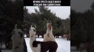 реакция на маску ламы