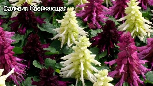 Как не опоздать с посевом цветов? Секреты своевременной посадки
