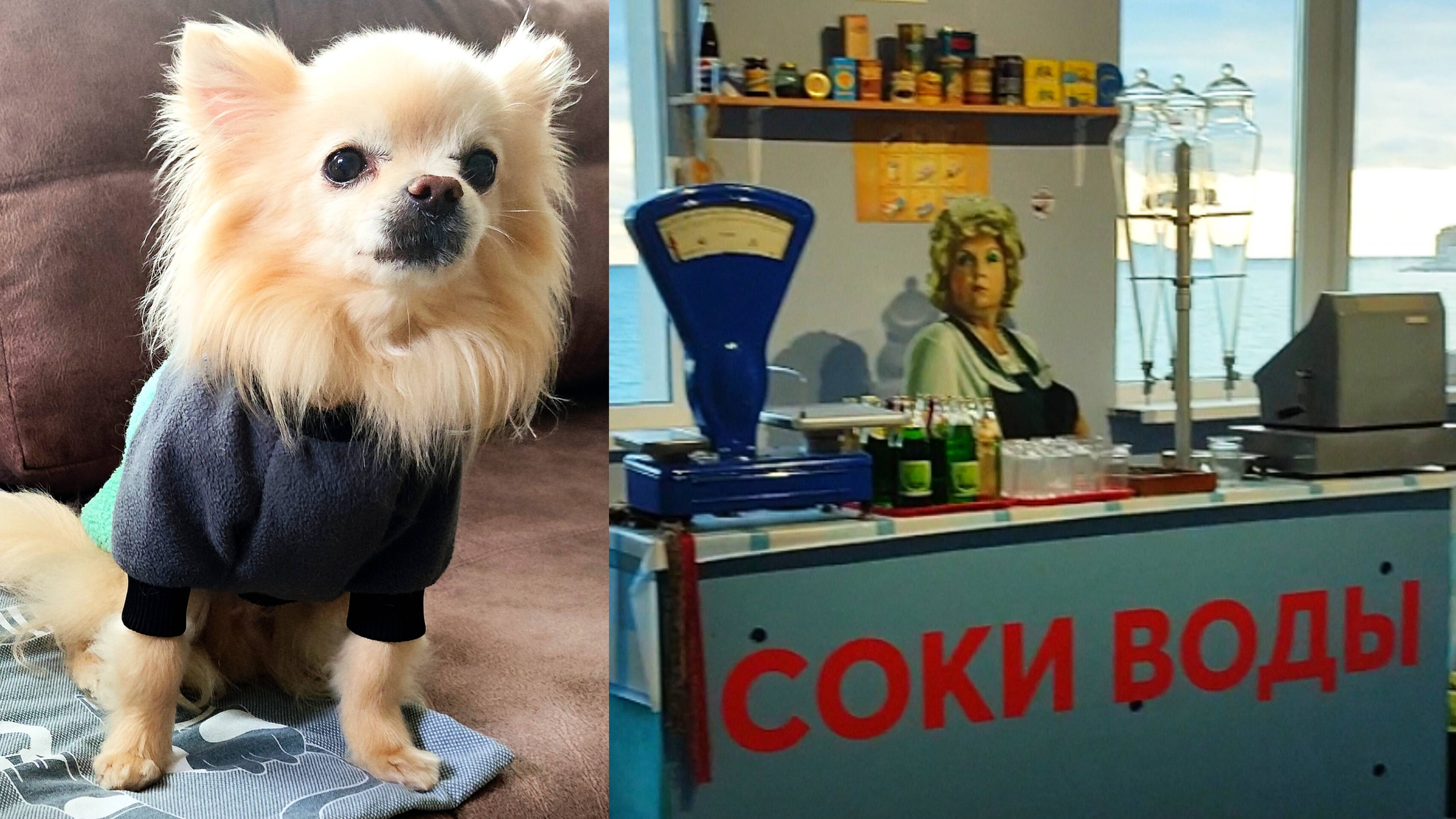 Прогулка чихуахуа Лаврентия Гурзуф Музей СССР - Родина нашего детства