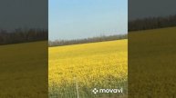 Из Краснодара в Москву 29.04.2025 г. Россия.