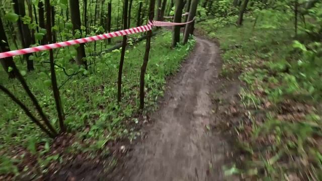 Поймал дерево