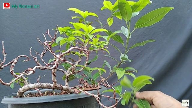 आइए लिपस्टिक Ficus ट्रिम करें