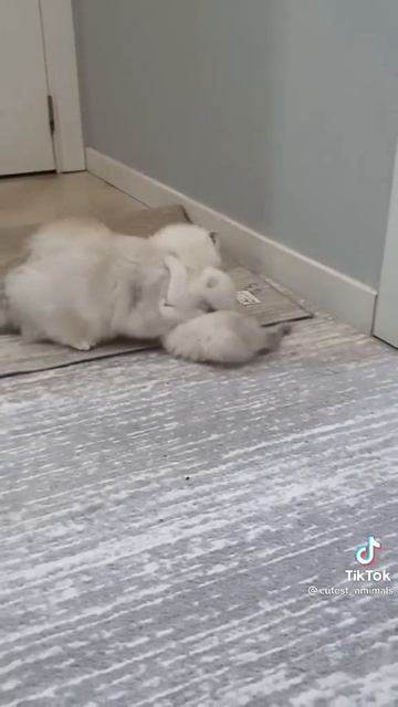 КОТИКИ