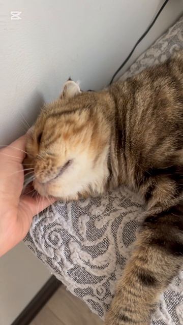 Милая шотландская вислоухая кошка разговаривает 🐱