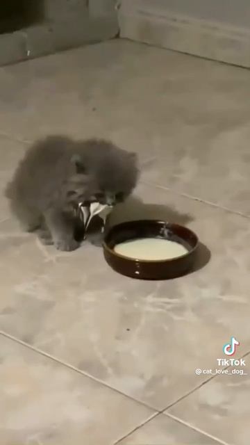 КОТИКИ