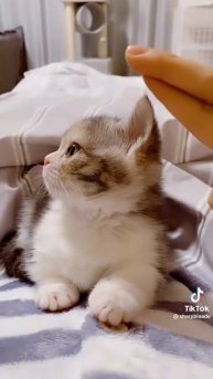 КОТИКИ