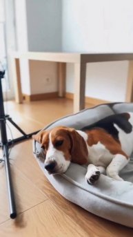 So tired…🙊#shorts #beagle #dog #funnydogs #dogshorts #бигль #собака