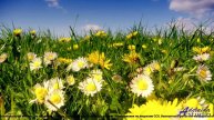 ❤ ❤ ❤ Бит, взрывающий чарты - Light Ambient Corporate (Short Version) -- BoDleasons -- Corporate Col