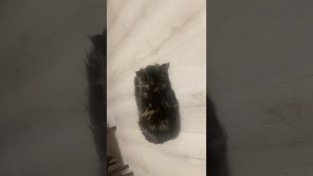 Мейн-кун и кататаби. Котики.