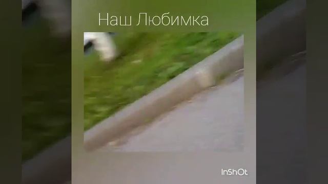 Щенок Нем. Боксера
