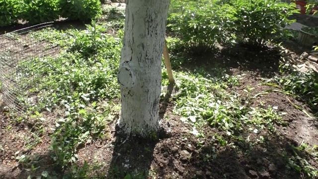 01-05-2025 В саду ягод будет мало. Утренний обход сада.