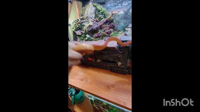маисовый полоз 1.5 года.