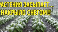 Растения засыпает ...Накрыло снегом!!!