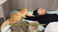 Что будут делать кошки, если их хозяйка не двигается