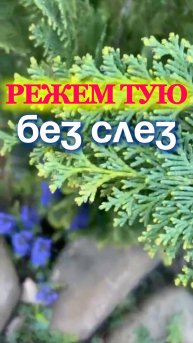 ТУЯ - ОБРЕЗКА