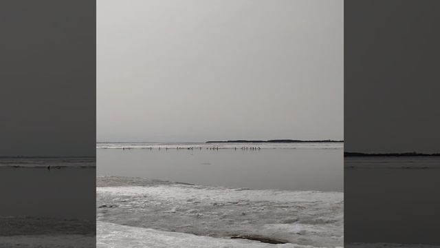 На р. Амур прилетели Бакланы