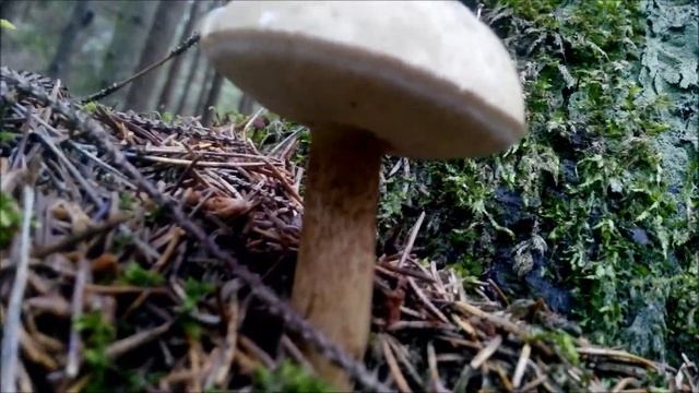 Самое лучшее место для отдыха летом - Рус(с)кий лес !