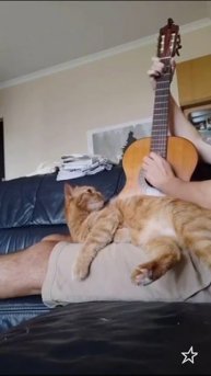 Песенку поёт кот