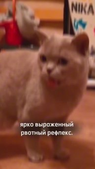 пациент у стоматолога с рвотным рефлексом - что делать?