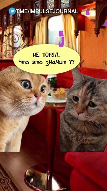 Как я её понимаю (Мяукаем в телеграм Импульс Журнал 👉 @impulsejournal )