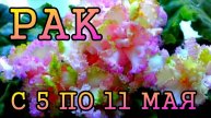 РАК таро прогноз на неделю с 5 по 11 МАЯ 2025 года.