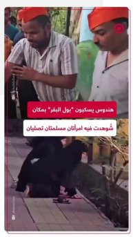 هندوس يسكبون "بول البقر" بمكان شُوهدت فيه امرأتان مسلمتان تصليان