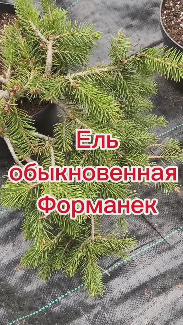 Ель обыкновенная Форманек