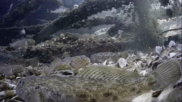 1000042325.mp4Волга гл.5м 01.05.2025г.