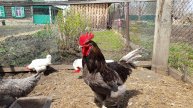 Жора и его семья.