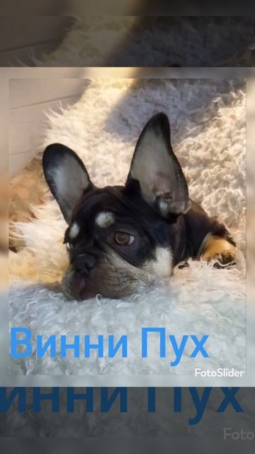 Винни Пух 30.04