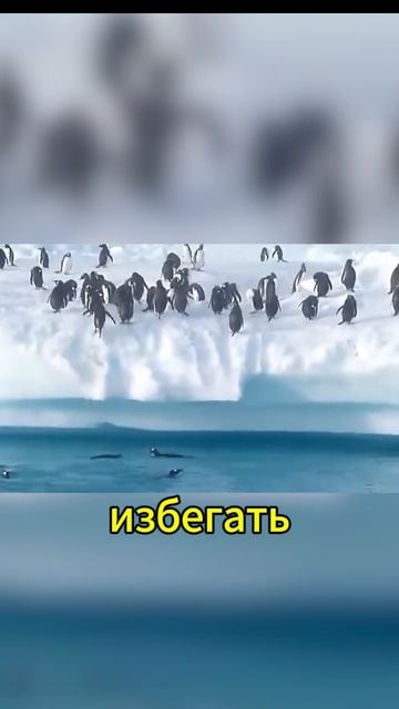 А ничего тот факт - 27 | Прыжки пингвинов