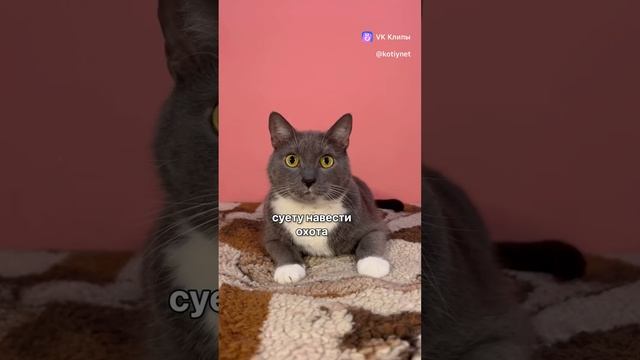 Урок мемов