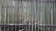 Adorable Leopard Cubs at the Tampa Zoo
