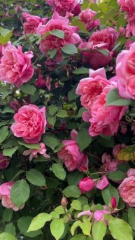 Прекрасные розы Адлера