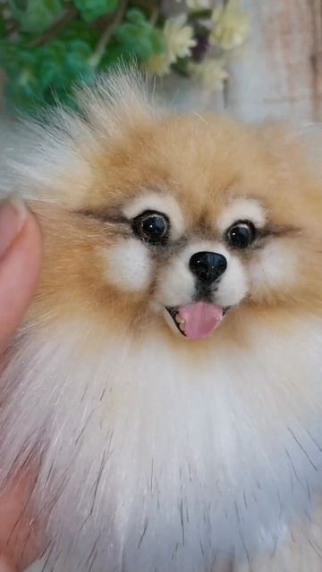 шпицы варежки 🐶🐶