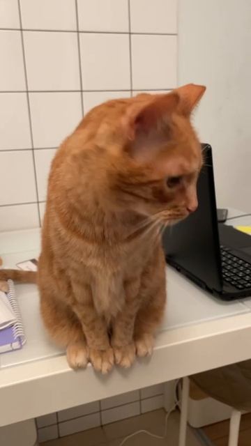 Патрик кот
